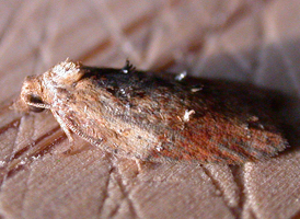 Garden Rose Tortrix